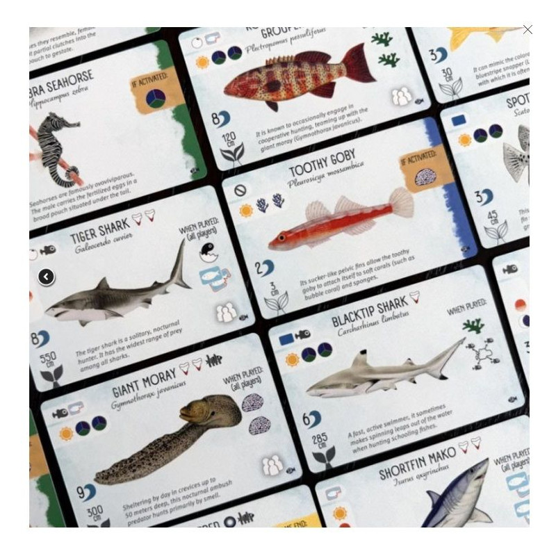 Finspan Tiburones y Arrecifes | Juegos de Mesa | Gameria